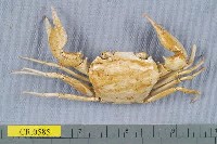 藏品(休氏聲蟹)的圖片